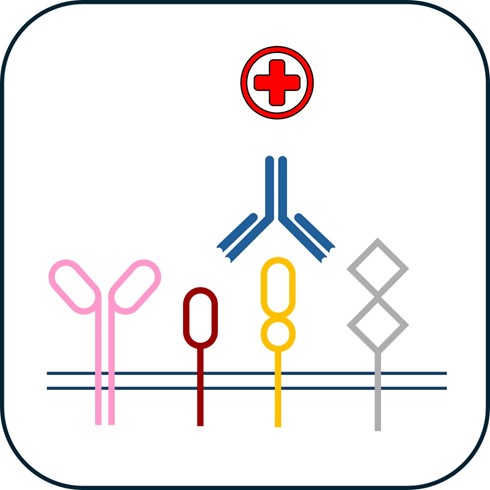 Autoantibody target discovery