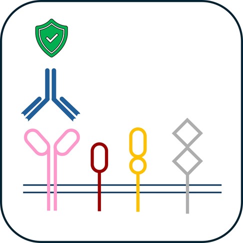 Therapeutic antibody specificity testing